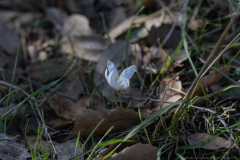 04-Aleppo-Crocus