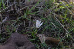 05-Aleppo-Crocus