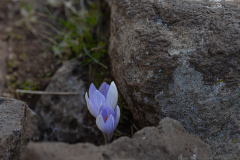 06-Aleppo-Crocus