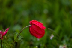 01Anemone-Modiin