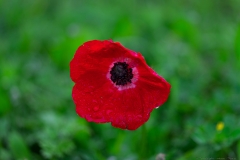 02Anemone-Modiin
