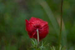 03Anemone-Modiin