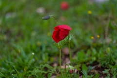04Anemone-Modiin