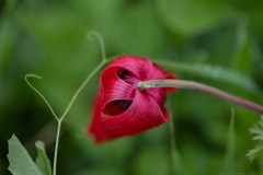 05Anemone-Modiin