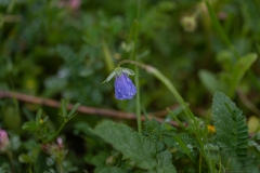 06-Anemone-Modiin