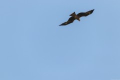 Agmon-Hula-14102019_0193