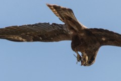 Agmon-Hula-14102019_0207-2