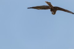 Agmon-Hula-14102019_0207