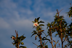 02-Ariel-Sharon-Park