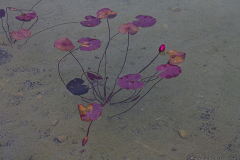 05-Ariel-Sharon-Park