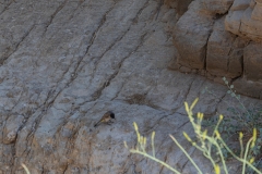 26-Arugot-Wadi-Dead-Sea