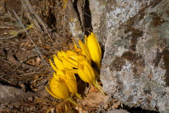 09-Bashanit-Ridge-Oct-10th-2025