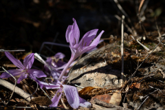 11-Bashanit-Ridge-Oct-10th-2025