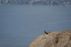 Upscaled with Gigapixel v8.4.4. 2333x1523 => 7500x4896 (3.21474x) Model: Standard V2, denoise: 0.459267868365817, sharpen: 0.5218974977416634, decompression: 0.07336556739127038