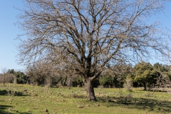 12-Big-Juba