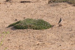 1000D_Birds0025