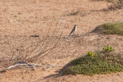 1000D_Birds0026-2