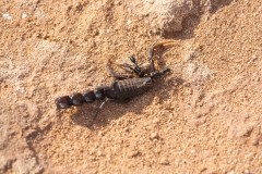 1000D_Black-Ant0038