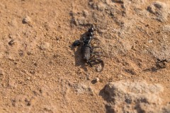 6D_Black-Ant0023