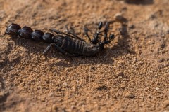 6D_Black-Ant0031