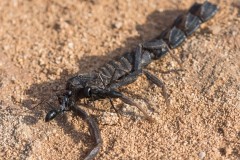 6D_Black-Ant0033-2