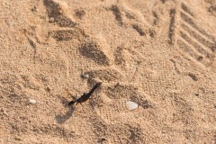 6D_Black-Ant0036-2