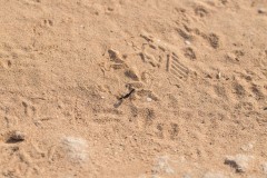 6D_Black-Ant0036