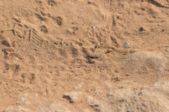 6D_Black-Ant0037