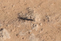 6D_Black-Ant0039