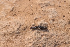 6D_Black-Ant0040