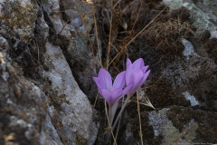 05-Bashanit-Nature-Reserve