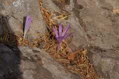09-Bashanit-Nature-Reserve