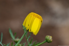 03Chrysanthemum