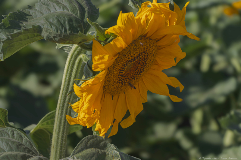 02-Common-Sunflower