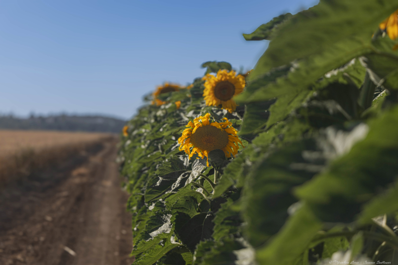 05-Common-Sunflower