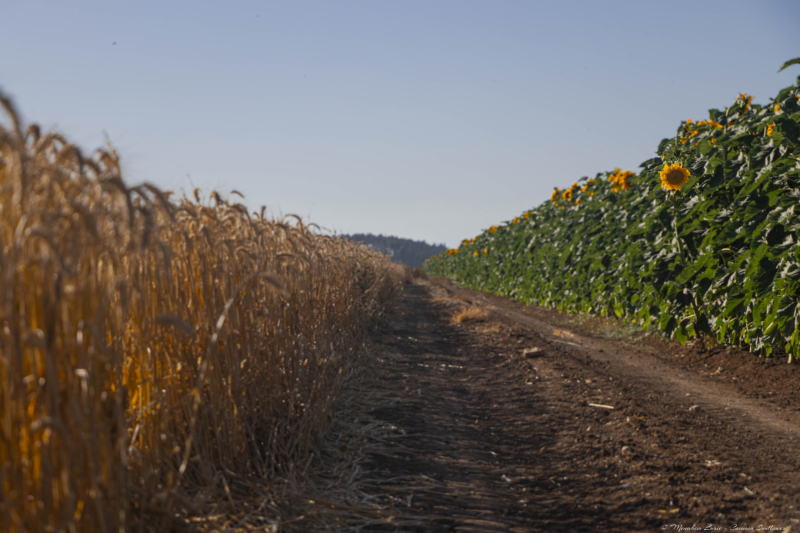 06-Common-Sunflower