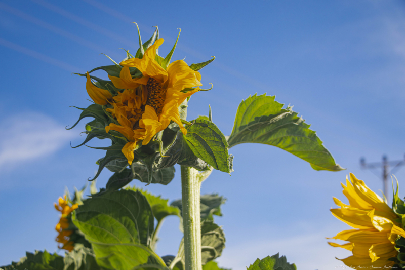 09-Common-Sunflower
