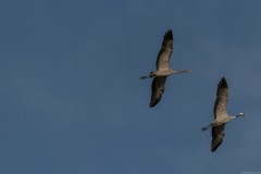 Agmon-Hula-14102019_0029