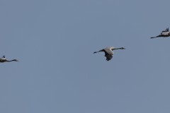 Agmon-Hula-14102019_0167-2