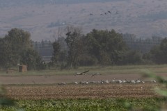 Agmon-Hula-14102019_0271