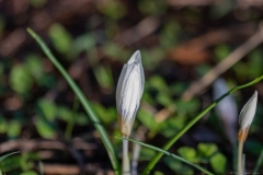 01-Crocus
