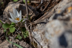 05-Crocus