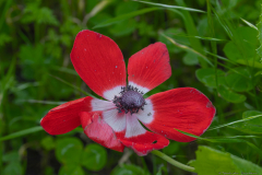 01-Crown-Anemone