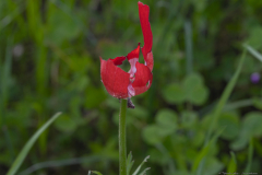 02-Crown-Anemone
