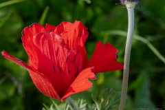 03-Crown-Anemone