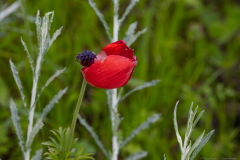 05-Crown-Anemone