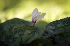 01-Cyclamen-Hill-and-Keren-HaCarmel