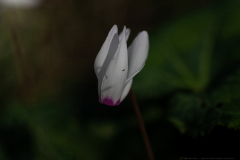 03-Cyclamen-Hill-and-Keren-HaCarmel