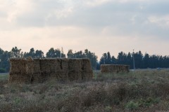 MG_0003