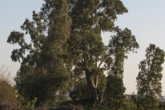 1_MG_0052